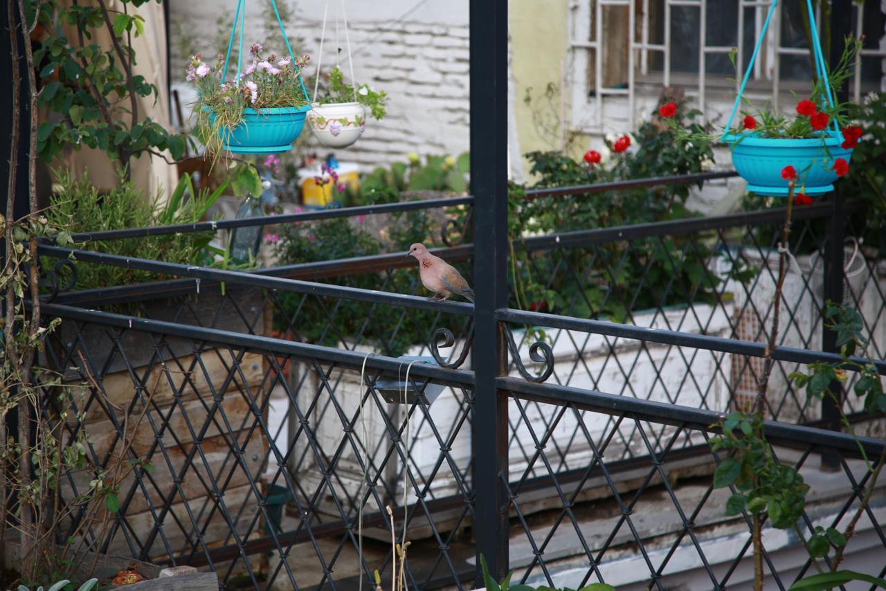 Terrace Garden Boutique Hotel Tbilisi Exterior foto